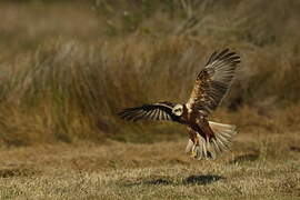 Western Marsh Harrier