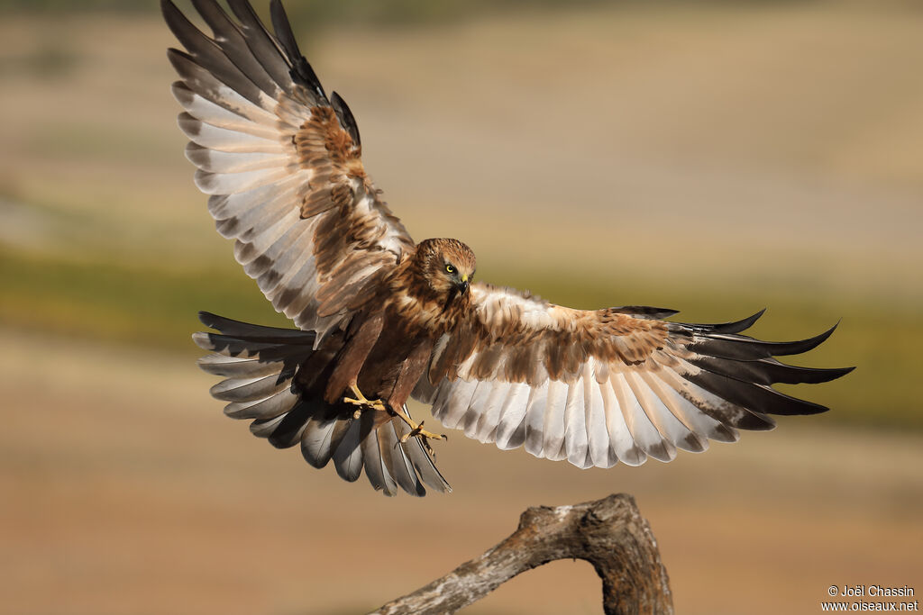 Western Marsh Harrier female, identification