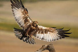 Western Marsh Harrier