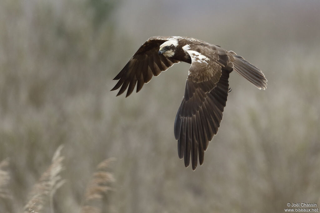 Western Marsh Harrier female, Flight