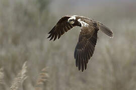 Western Marsh Harrier