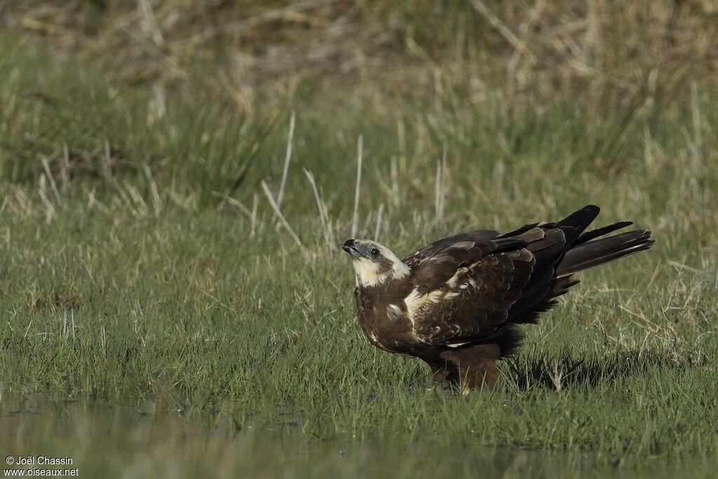 Western Marsh Harrier female adult, identification, drinks