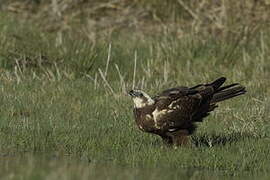 Western Marsh Harrier