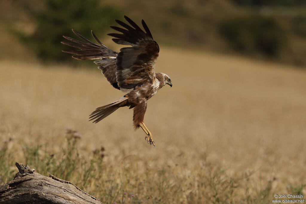 Western Marsh Harrier female adult, Flight