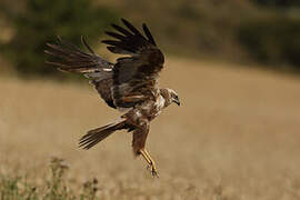 Western Marsh Harrier