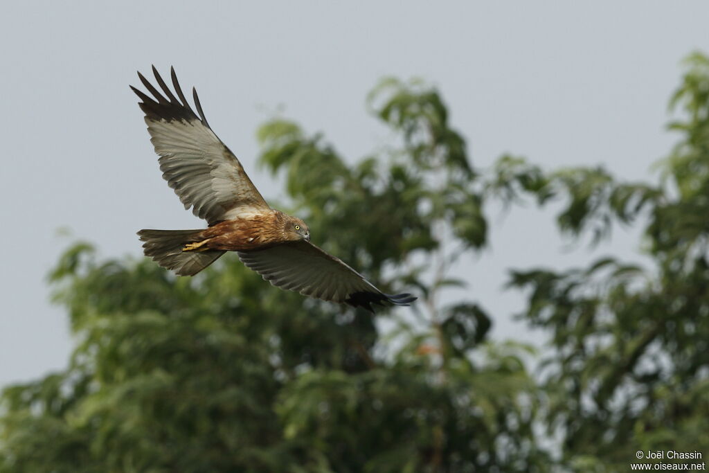 Western Marsh Harrier male adult, Flight