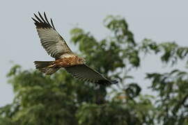 Western Marsh Harrier