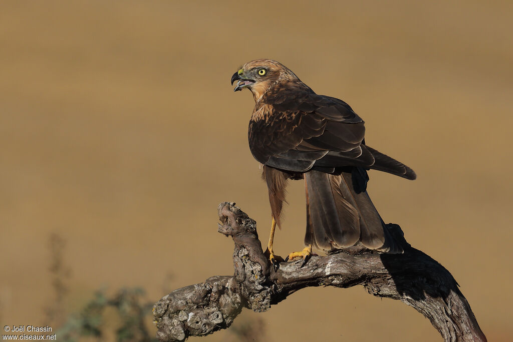 Western Marsh Harrier female adult, identification, fishing/hunting