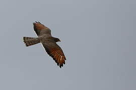 Grasshopper Buzzard