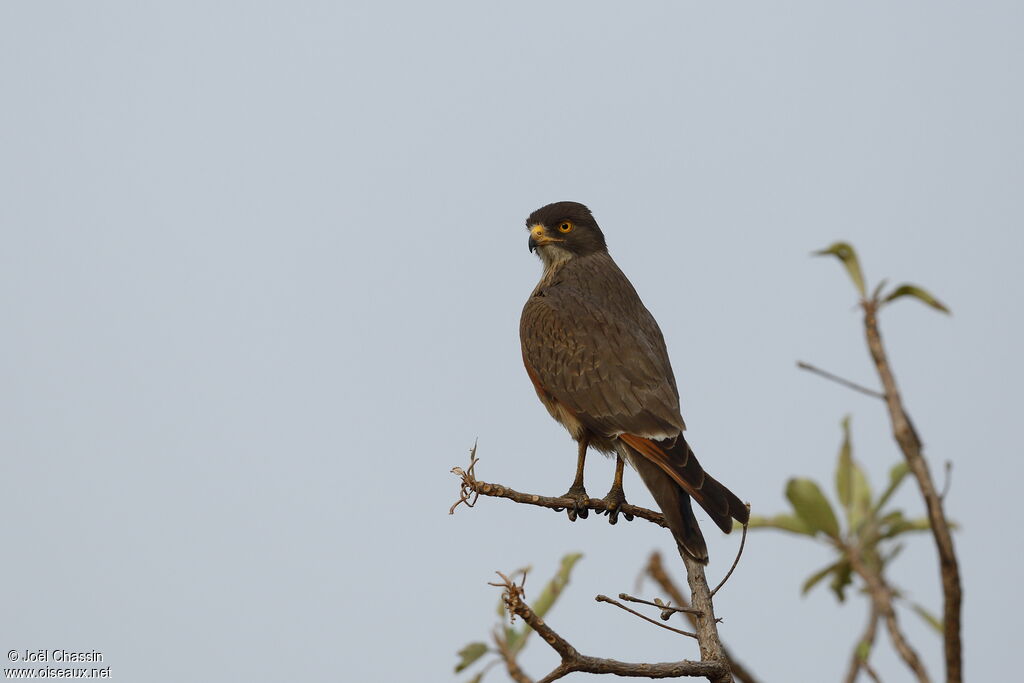 Busautour des sauterelles, identification