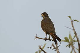 Grasshopper Buzzard