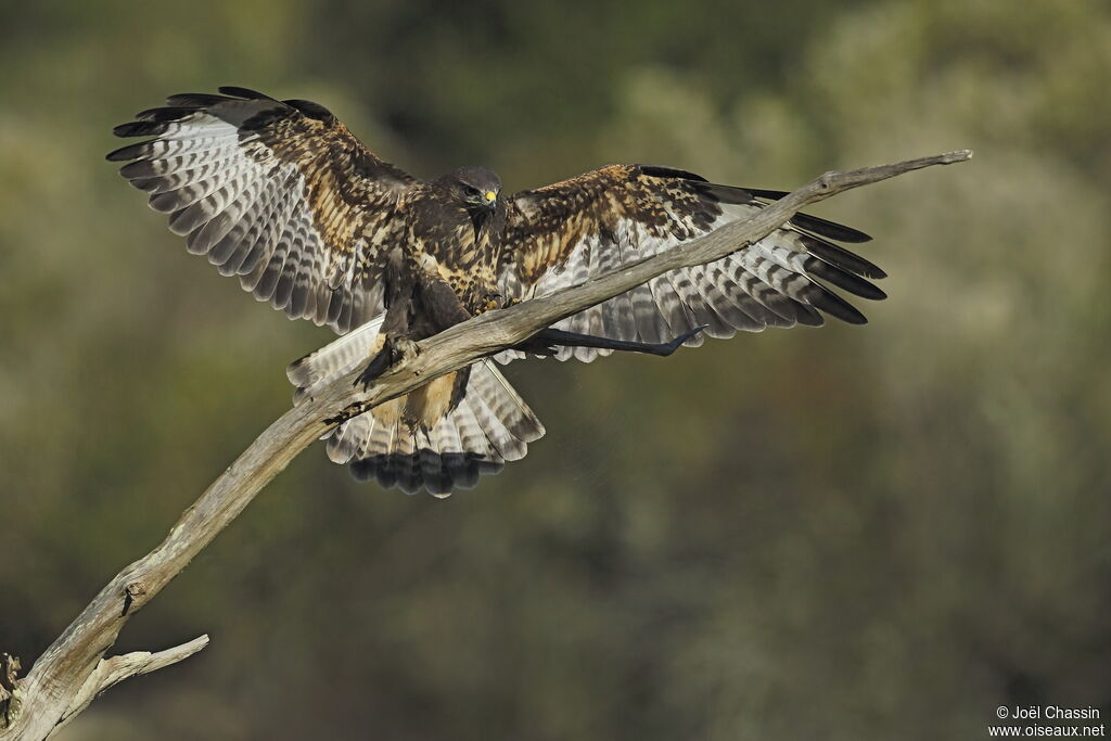 Buse variable, identification