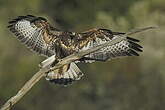 Buse variable