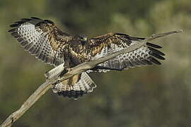 Common Buzzard