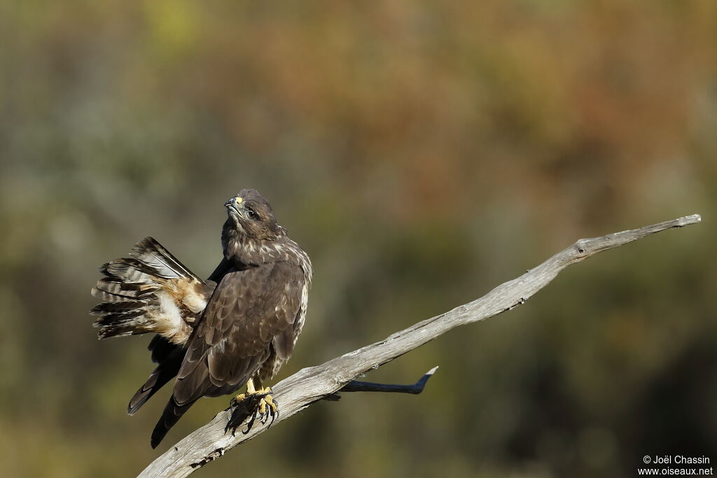 Common Buzzard, identification