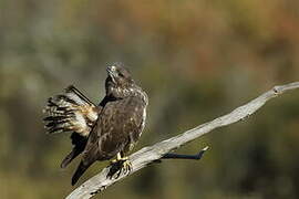 Common Buzzard