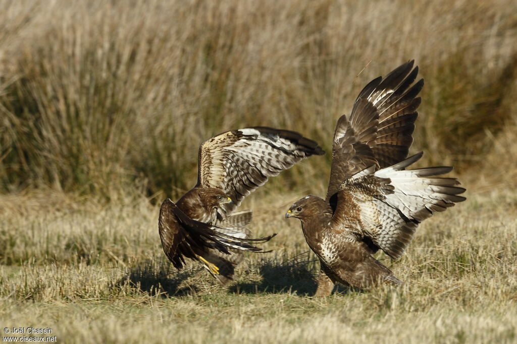 Common Buzzard, identification