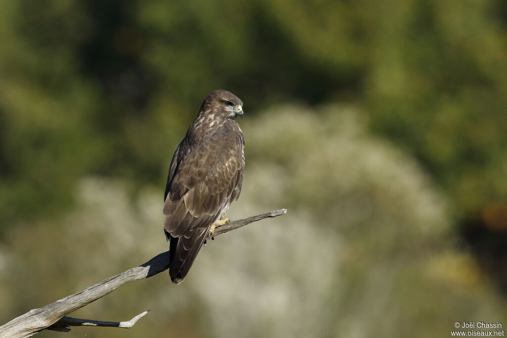 Buse variable, identification