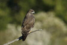 Buse variable