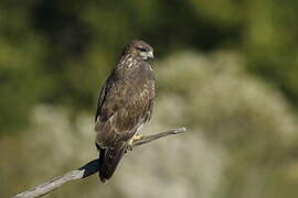 Common Buzzard