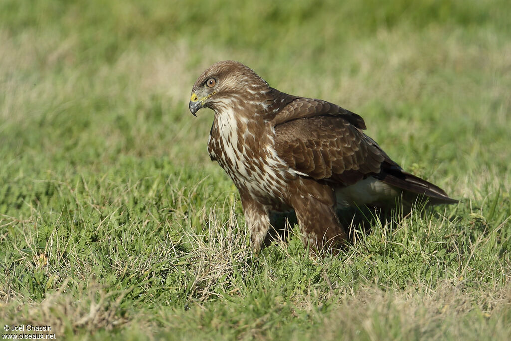 Common Buzzard, identification, walking