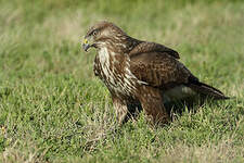 Buse variable