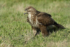 Common Buzzard