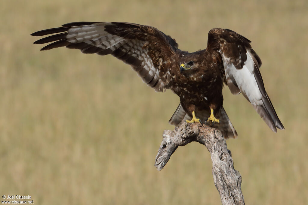 Common Buzzard, identification