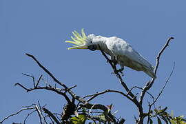 Sulphur-crested Cockatoo