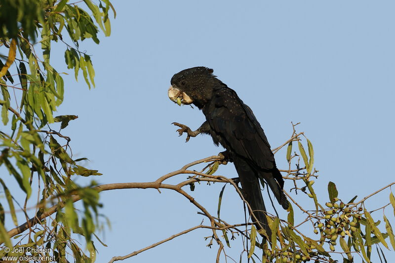 Red-tailed Black Cockatoo, identification, eats