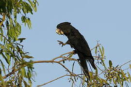 Red-tailed Black Cockatoo