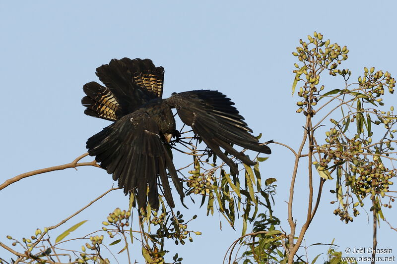 Red-tailed Black Cockatoo, identification