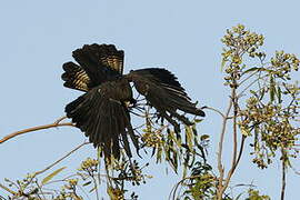 Red-tailed Black Cockatoo