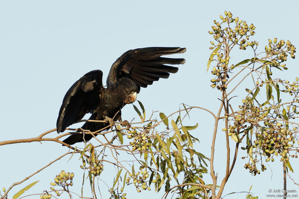 Red-tailed Black Cockatoo, identification