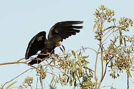 Red-tailed Black Cockatoo