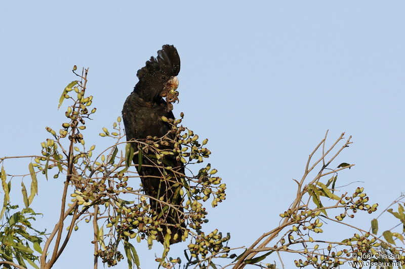 Red-tailed Black Cockatoo, identification