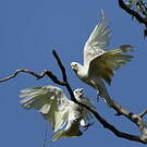 Cacatoès corella