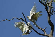 Cacatoès corella