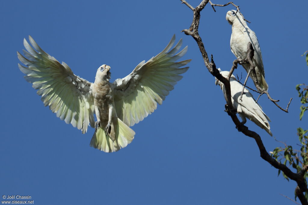 Little Corella