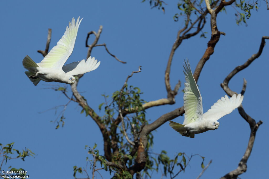 Cacatoès corella, identification