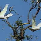Cacatoès corella