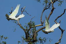 Cacatoès corella