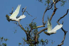 Little Corella