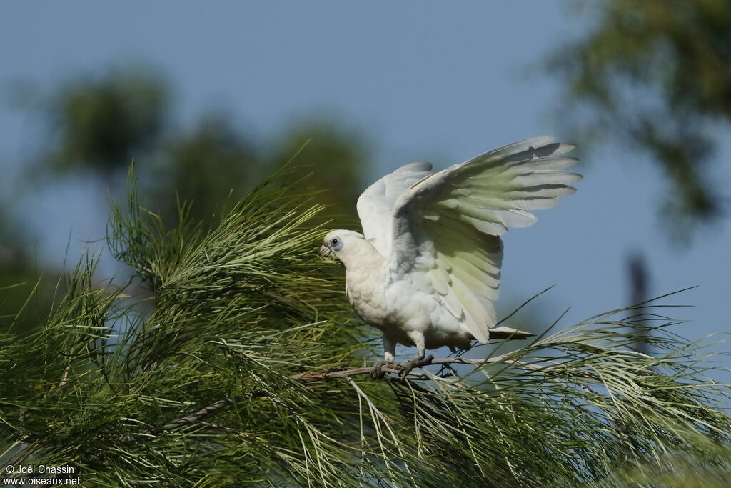 Little Corella, identification