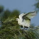 Cacatoès corella