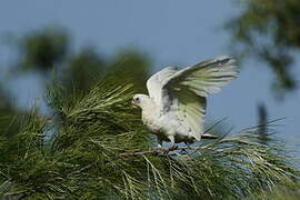 Little Corella