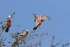 Galah