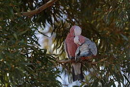 Galah