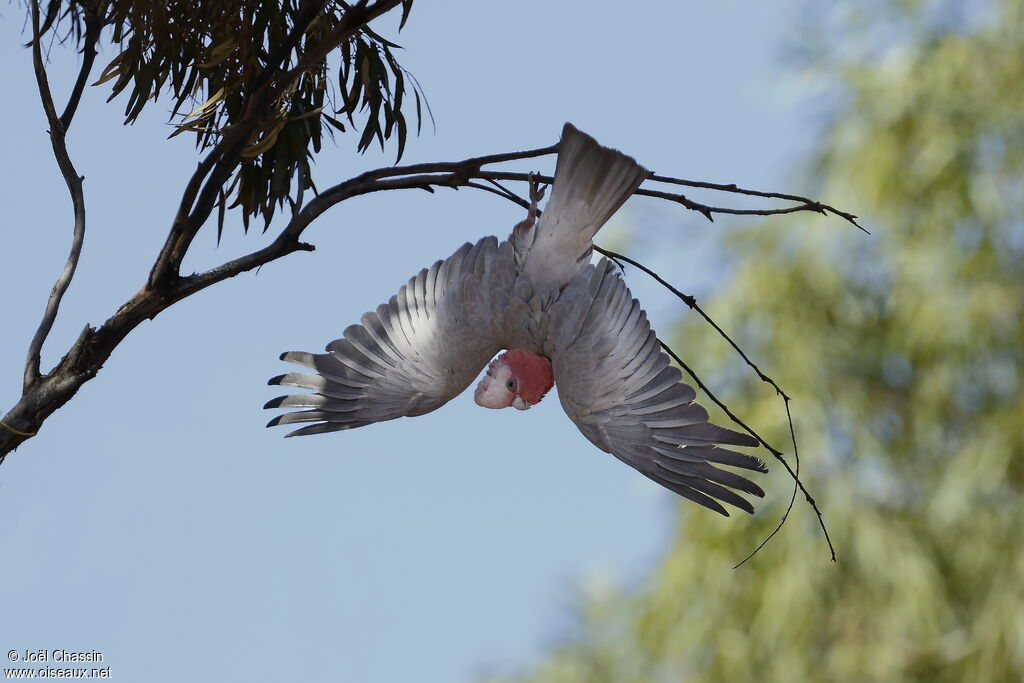 Galah, identification