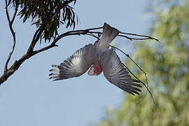 Galah